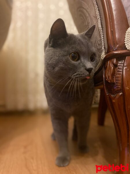 British Shorthair, Kedi  Küloğlan fotoğrafı