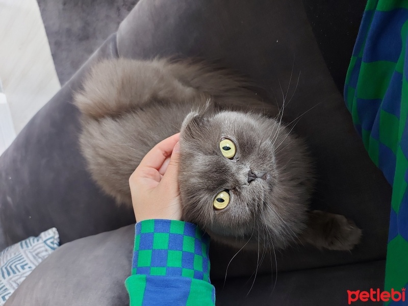 Scottish Fold, Kedi  Piraye fotoğrafı