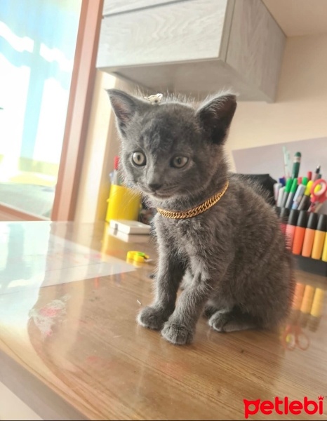 British Shorthair, Kedi  Linda fotoğrafı