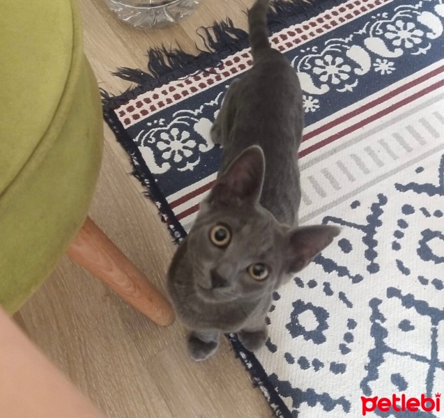 British Shorthair, Kedi  Linda fotoğrafı