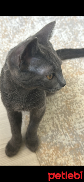 British Shorthair, Kedi  Linda fotoğrafı