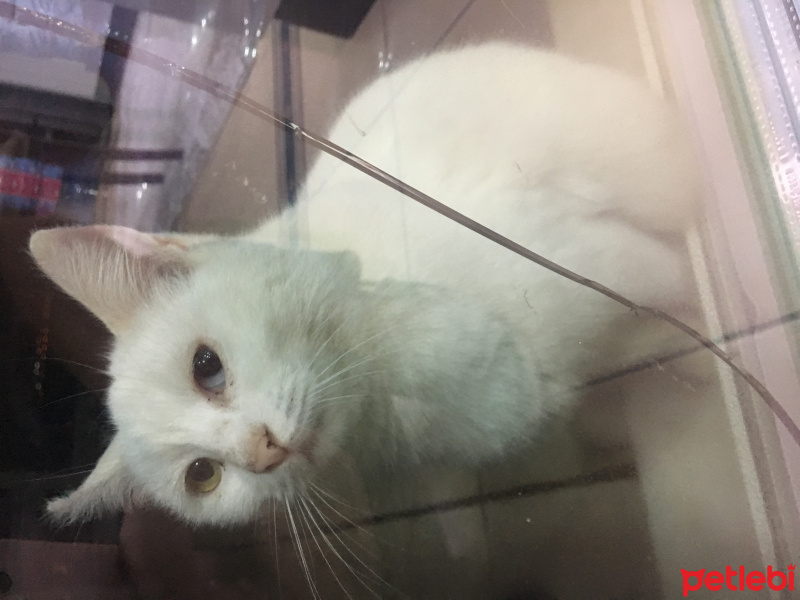 Van Kedisi, Kedi  Pamuk fotoğrafı