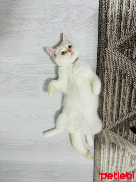 British Shorthair, Kedi  Prens fotoğrafı