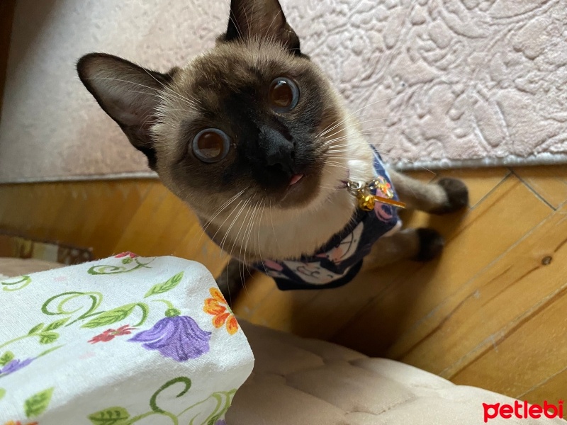 Siyam Kedisi, Kedi  Lila fotoğrafı