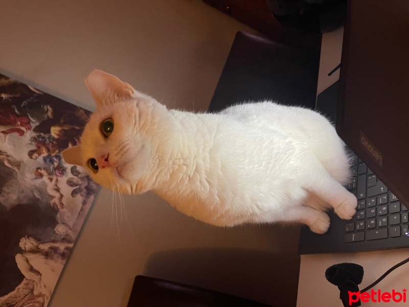 Van Kedisi, Kedi  Snow fotoğrafı