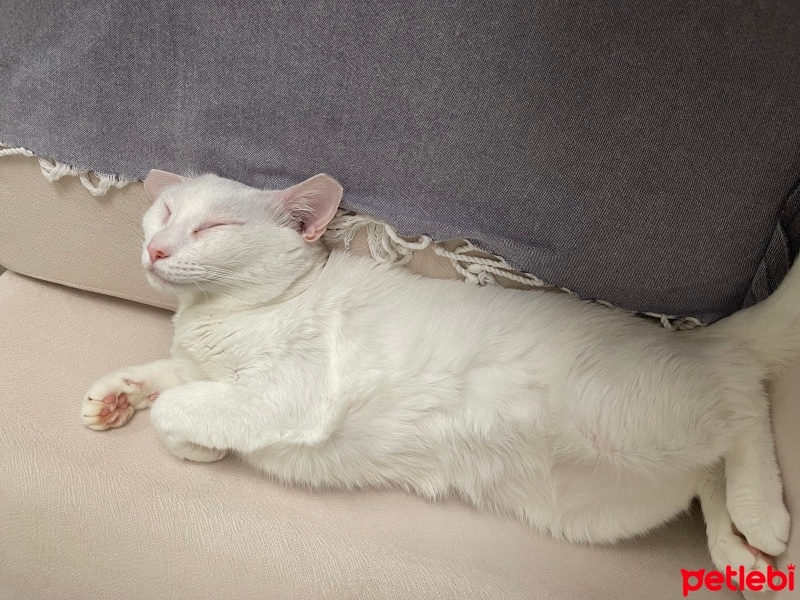 Van Kedisi, Kedi  Snow fotoğrafı
