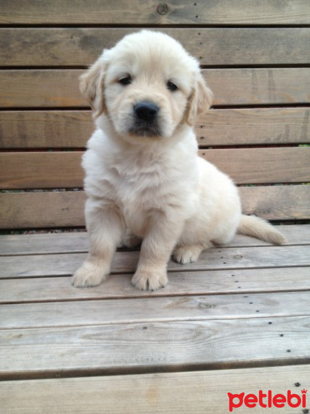 Golden Retriever, Köpek  Pati fotoğrafı