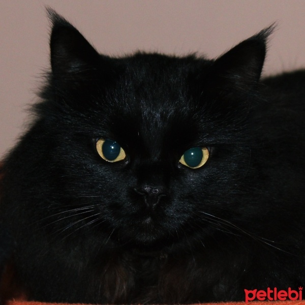 Norwegian Forest, Kedi  Topal fotoğrafı