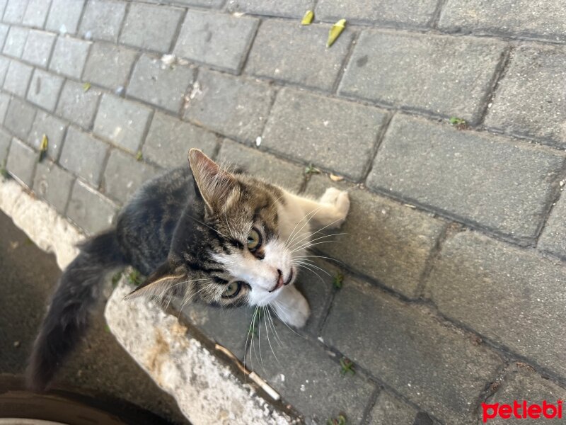 Tekir Kedi, Kedi  Yeni kedi fotoğrafı