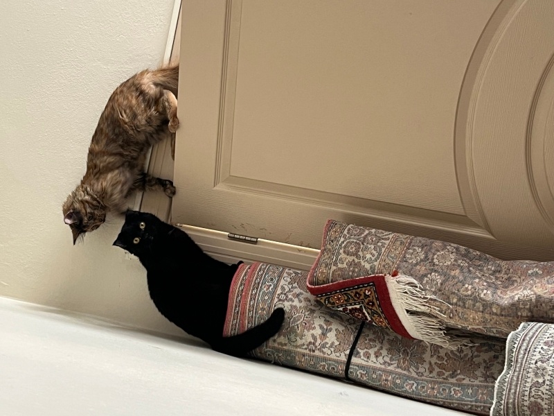 Tekir Kedi, Kedi  Hera fotoğrafı