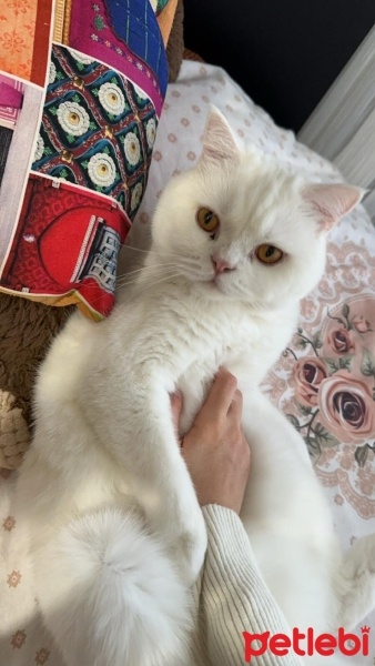 British Shorthair, Kedi  Pofi fotoğrafı