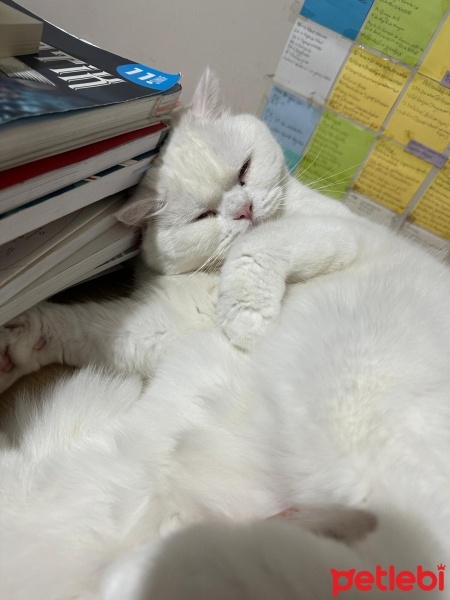 British Shorthair, Kedi  Pofi fotoğrafı