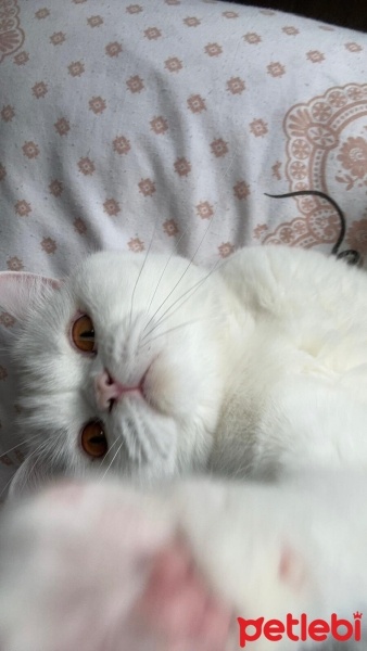 British Shorthair, Kedi  Pofi fotoğrafı