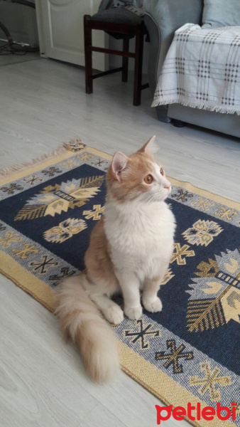 Tekir Kedi, Kedi  Limon fotoğrafı