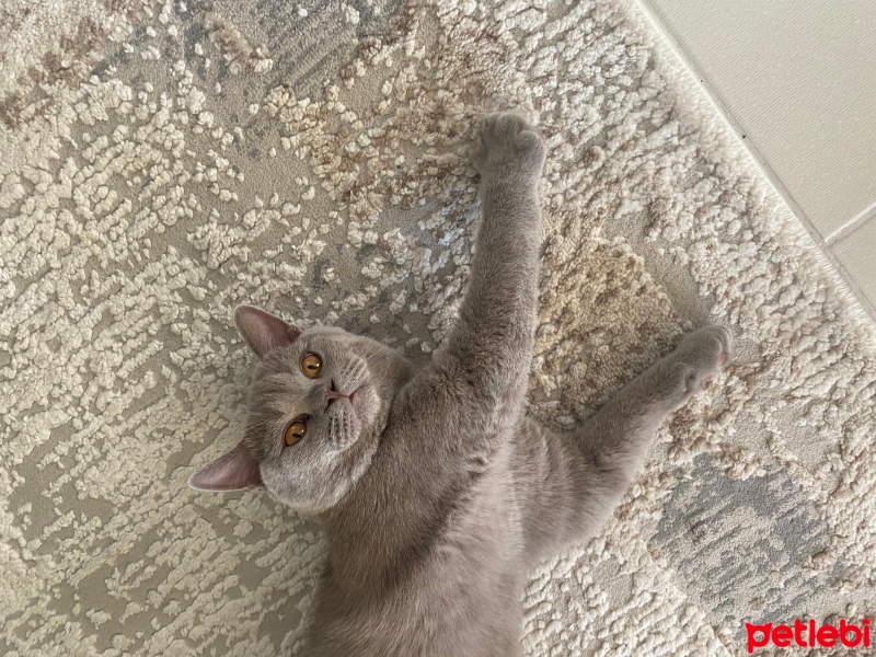 British Shorthair, Kedi  Duman fotoğrafı