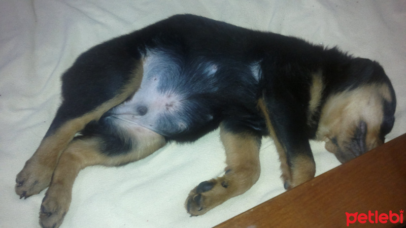 Rottweiler, Köpek  Zeus fotoğrafı
