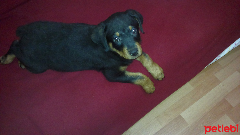 Rottweiler, Köpek  Zeus fotoğrafı