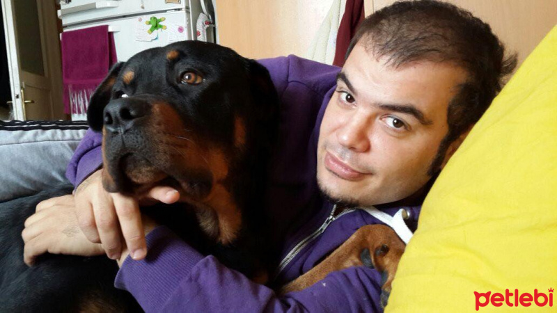 Rottweiler, Köpek  Zeus fotoğrafı
