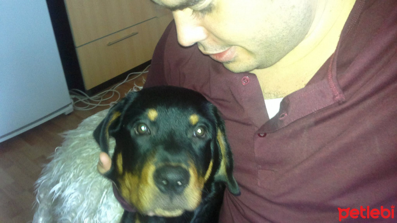 Rottweiler, Köpek  Zeus fotoğrafı