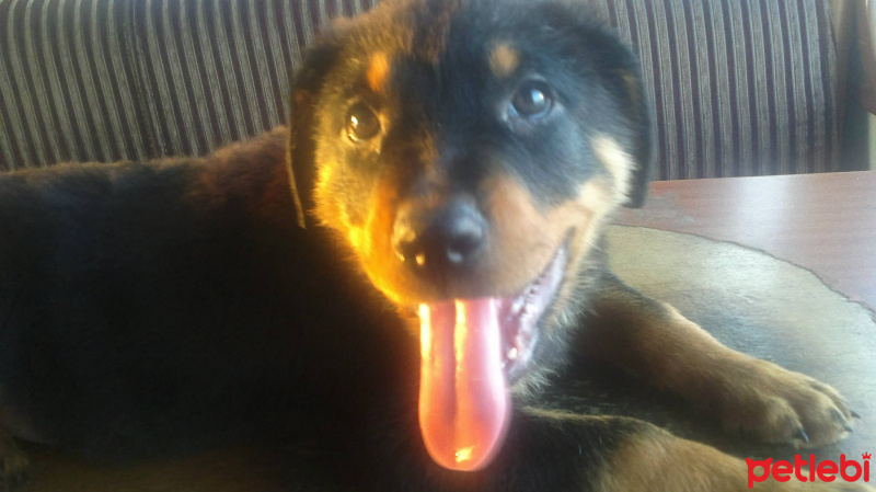 Rottweiler, Köpek  Zeus fotoğrafı