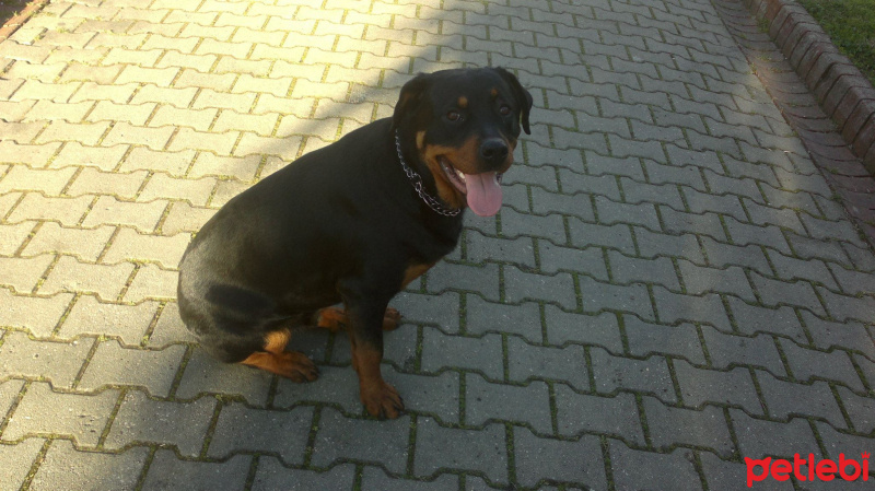 Rottweiler, Köpek  Zeus fotoğrafı