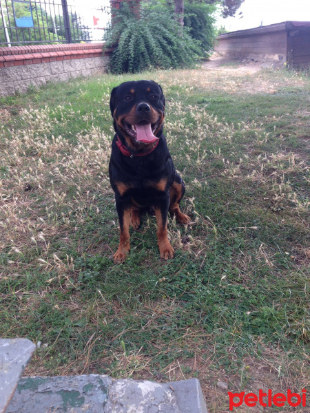 Rottweiler, Köpek  Zeus fotoğrafı