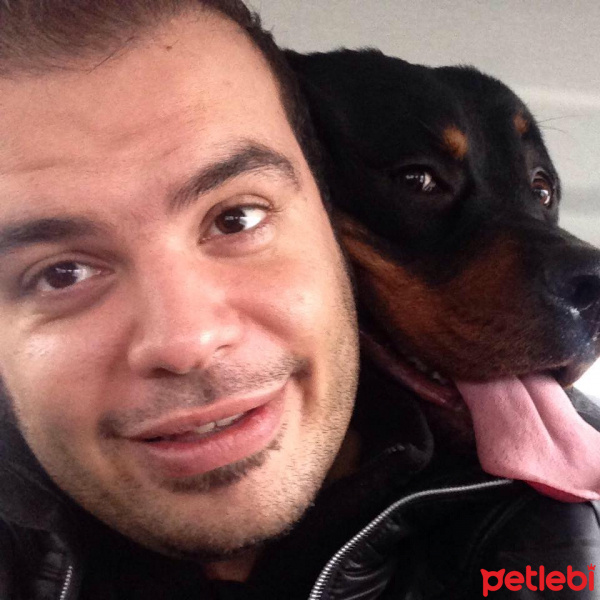 Rottweiler, Köpek  Zeus fotoğrafı