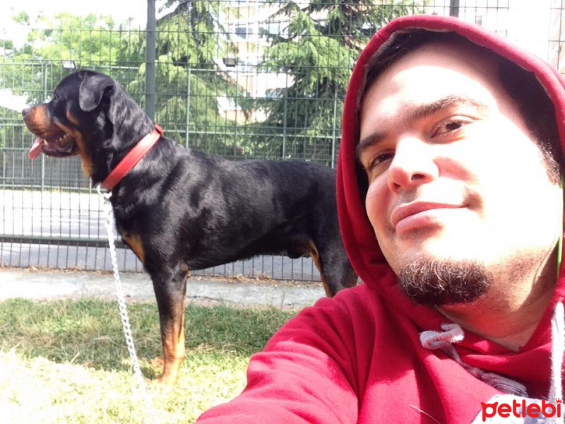 Rottweiler, Köpek  Zeus fotoğrafı