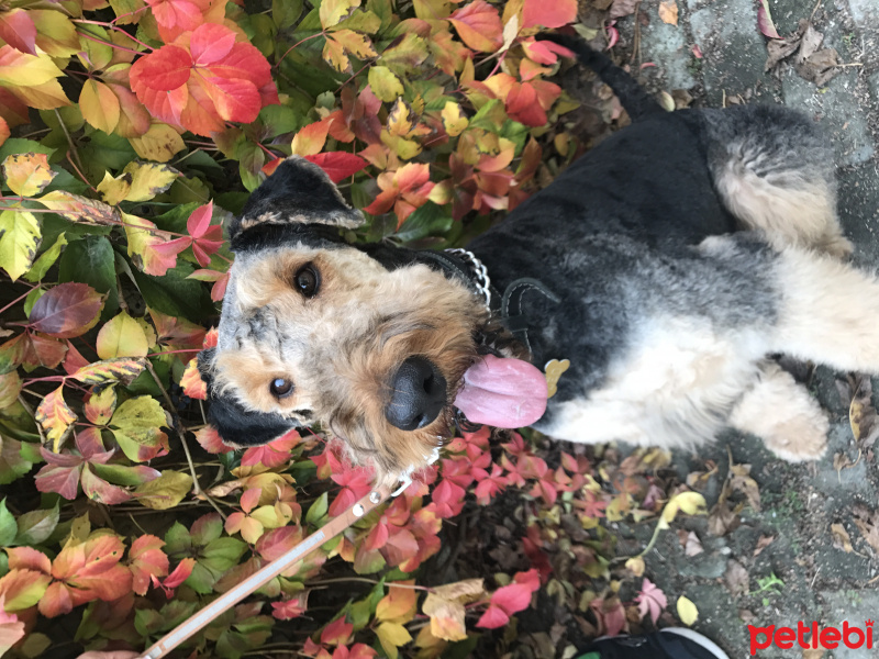 Airedale Terrier, Köpek   Leo fotoğrafı