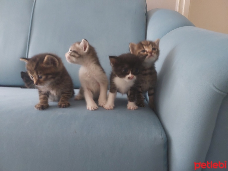 Tekir Kedi, Kedi  Yavru kedi fotoğrafı