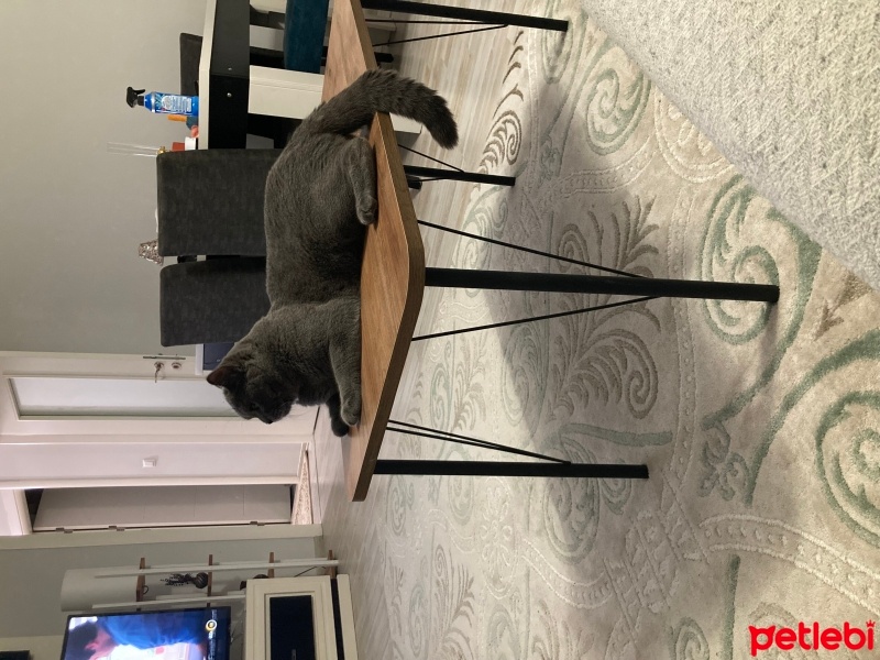 Scottish Fold, Kedi  Rüya fotoğrafı