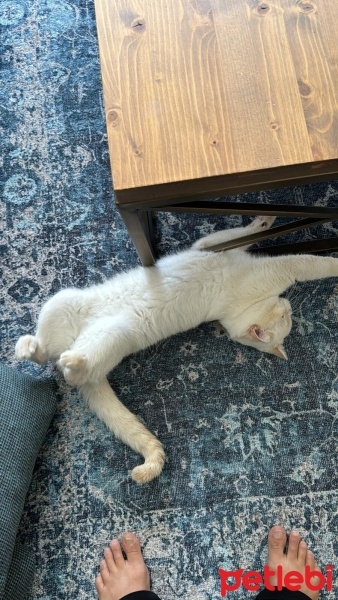 Scottish Fold, Kedi  pamuk fotoğrafı