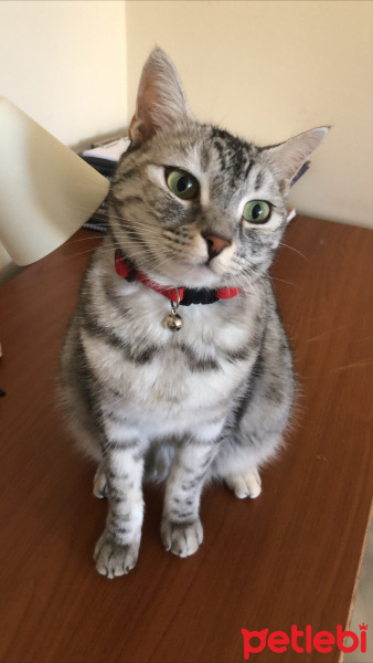 Soke, Kedi  Şiva fotoğrafı