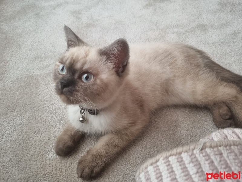 Colorpoint Shorthair, Kedi  Bonibon fotoğrafı
