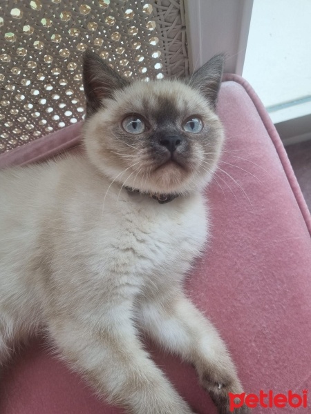 Colorpoint Shorthair, Kedi  Bonibon fotoğrafı