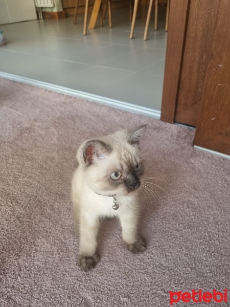 Colorpoint Shorthair, Kedi  Bonibon fotoğrafı