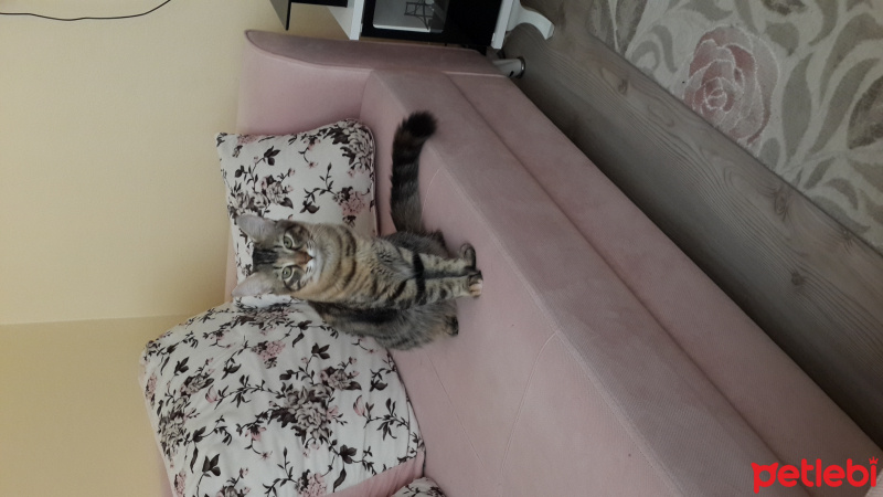 Tekir Kedi, Kedi  Leydi  fotoğrafı