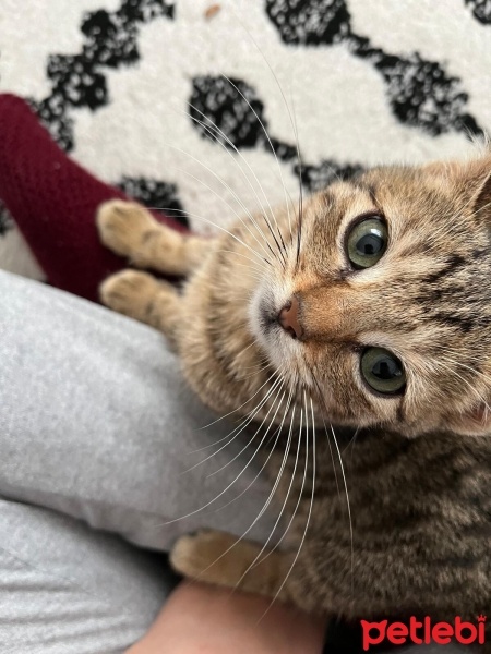 Tekir Kedi, Kedi  Pati fotoğrafı