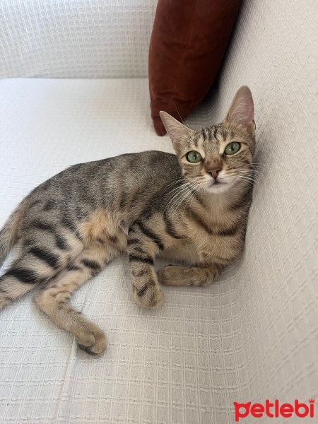 Tekir Kedi, Kedi  Pati fotoğrafı