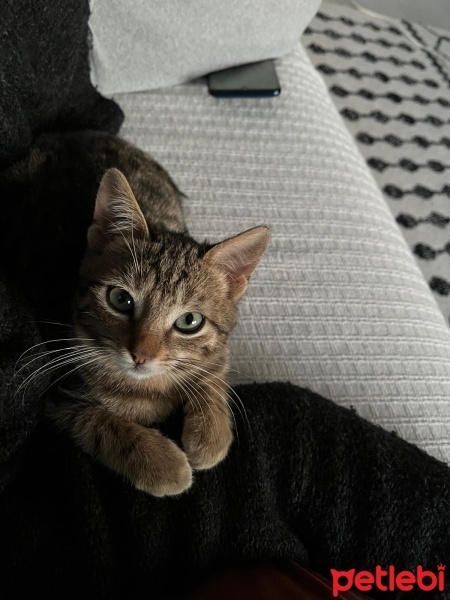 Tekir Kedi, Kedi  Pati fotoğrafı