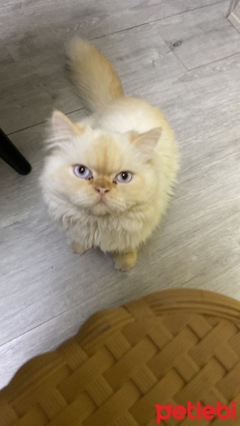 İran Kedisi (Persian), Kedi  Latte fotoğrafı