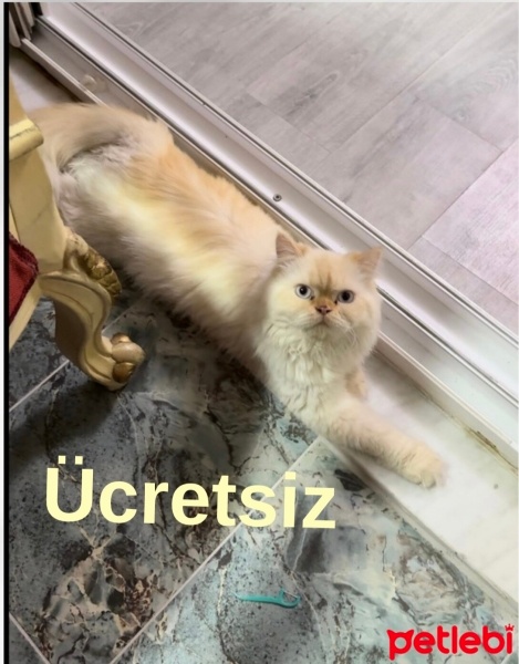 İran Kedisi (Persian), Kedi  Latte fotoğrafı