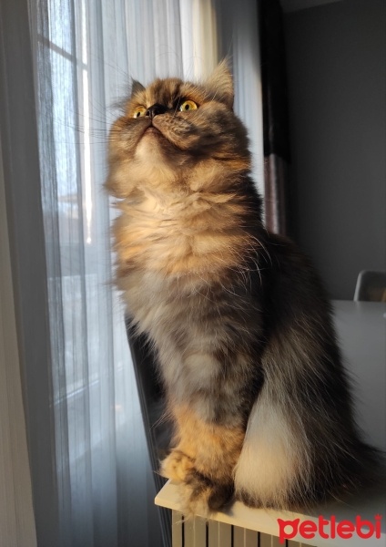 Chinchilla, Kedi  Mia fotoğrafı