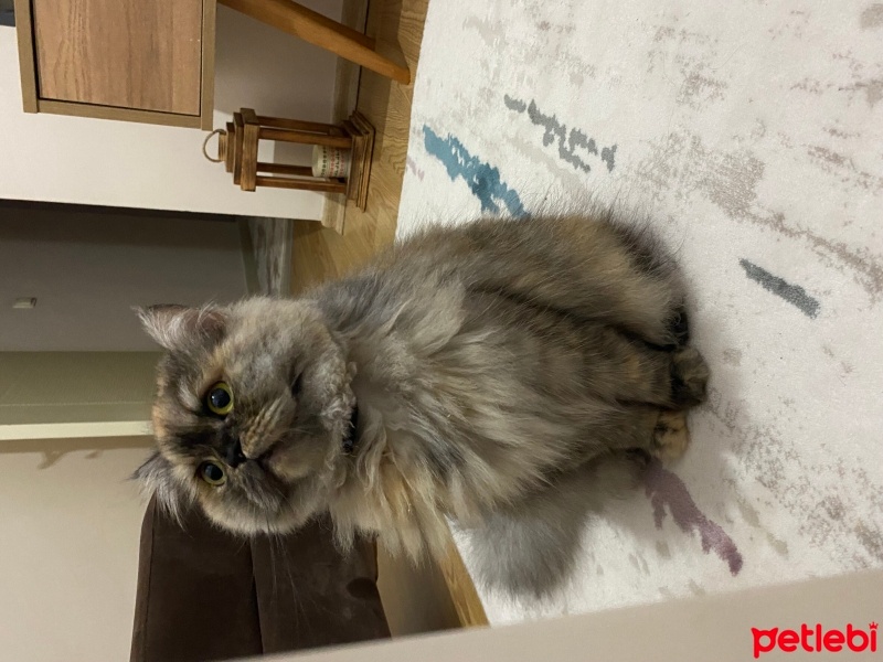Chinchilla, Kedi  Mia fotoğrafı