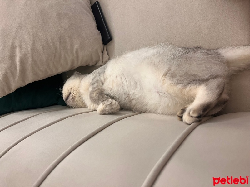 Scottish Fold, Kedi  Lokum fotoğrafı