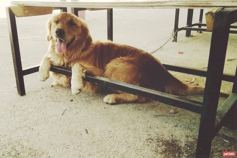 Golden Retriever, Köpek  MİLLER fotoğrafı