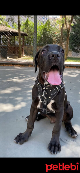 Cane Corso Italiano, Köpek  Danté fotoğrafı