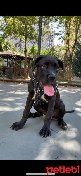 Cane Corso Italiano, Köpek  Danté fotoğrafı