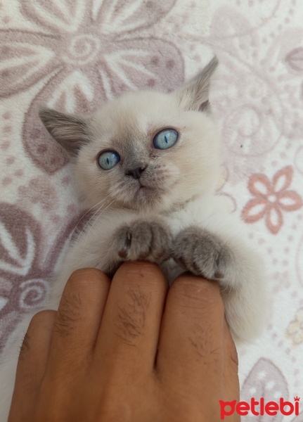 Birman, Kedi  Şirin fotoğrafı