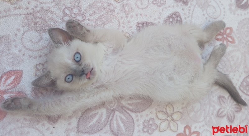 Birman, Kedi  Şirin fotoğrafı
